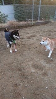DSC_1811.jpg