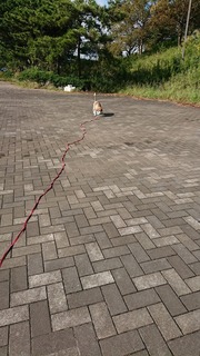 縮小済みDSC_1470.jpg