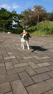 縮小済みDSC_1471.jpg